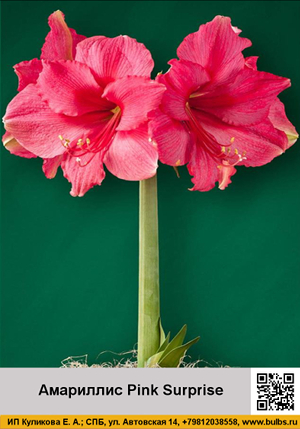 ��������� Pink_Surprise