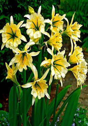 ������������� Sulphur_Queen