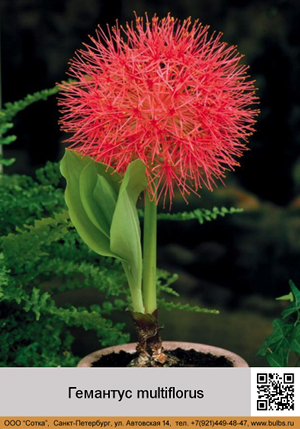 �������� multiflorus