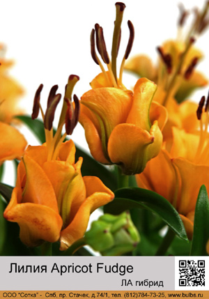 ����� Apricot Fudge