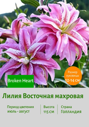 ����� Broken_Heart