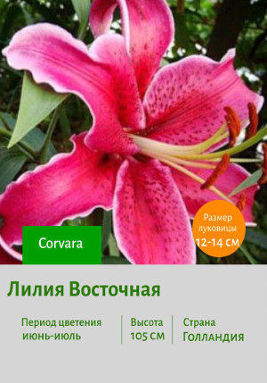 ����� Corvara