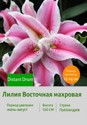 ����� Distant_Drum