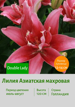 ����� Double_Lady