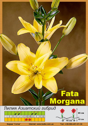 ����� Fata_Morgana