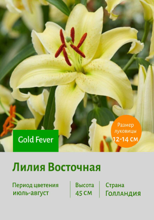 ����� Gold_Fever