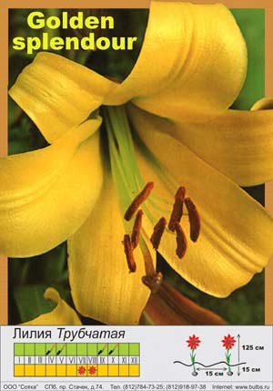 ����� Golden Splendour