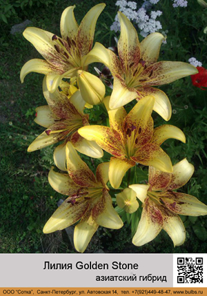 ����� Golden_Stone