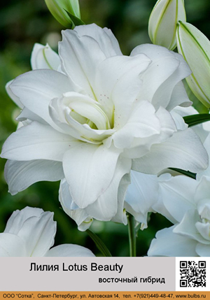 ����� Lotus_Beauty