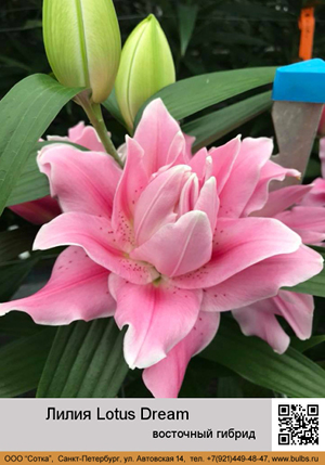 ����� Lotus_Dream