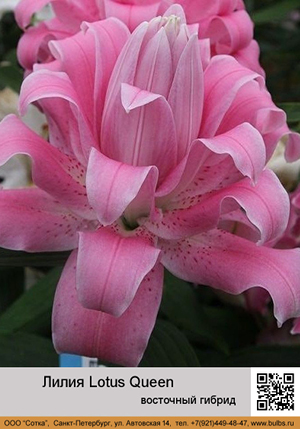 ����� Lotus_Queen