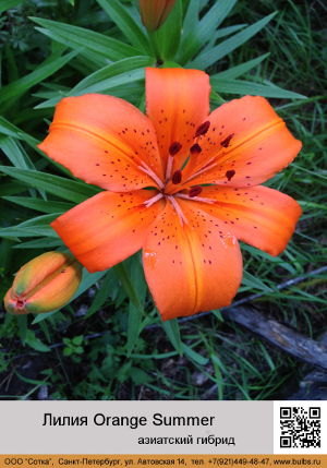 ����� Orange_Summer