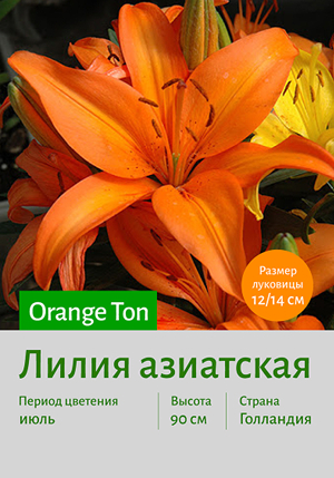 ����� Orange_Ton
