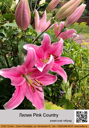 ����� Pink_Country