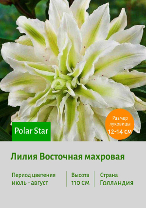 ����� Polar_Star