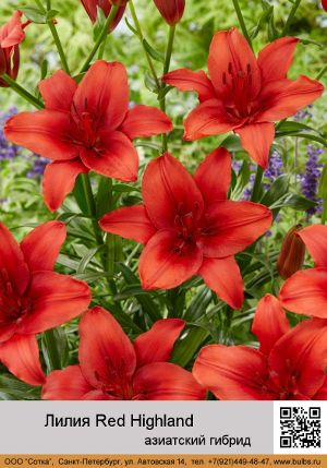 ����� Red_Highland
