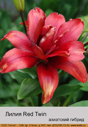 ����� Red Twin