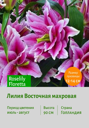 Roselily_Floretta