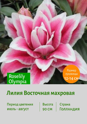 Roselily_Olympia