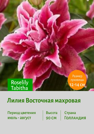 Roselily_Tabitha