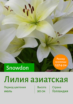 ����� Snowdon