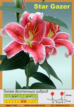 ����� Stargazer