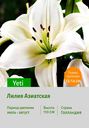 ����� Yeti
