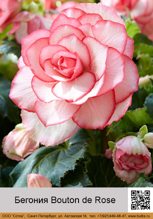 ������� Bouton de Rose