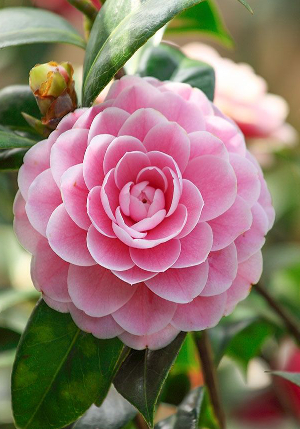 ������� Camelia