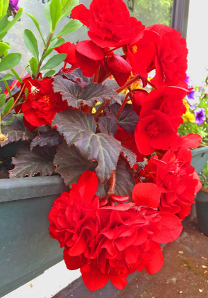 ������� Double_red