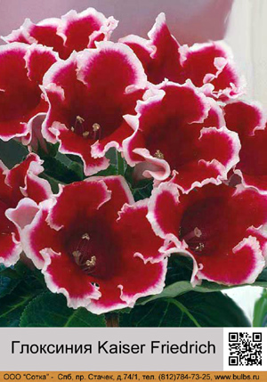 ��������� Kaiser Friedrich