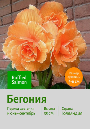 ������� Ruffled_Salmon