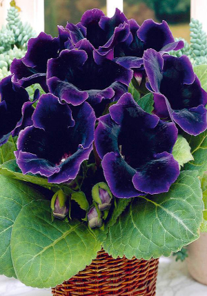 ��������� Violacea