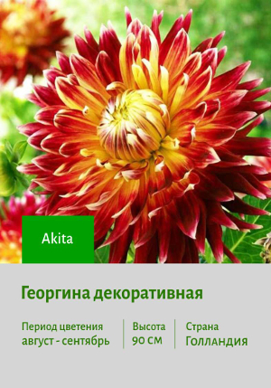 �������� Akita