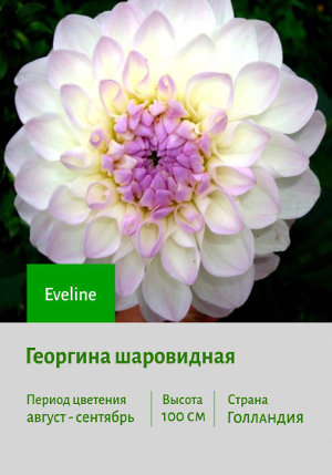�������� Eveline