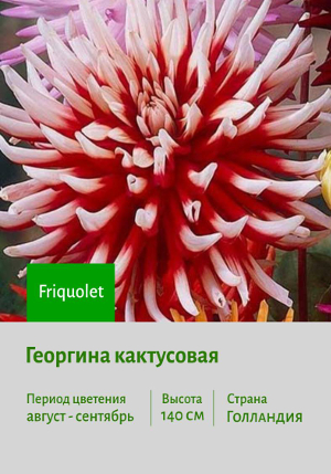 �������� Friquolet