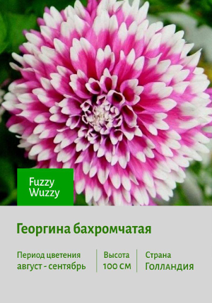 �������� Fuzzy_Wuzzy