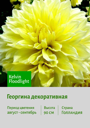 �������� Kelvin_Floodlight