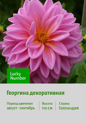�������� Lucky_Number