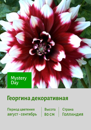 �������� Mystery_Day