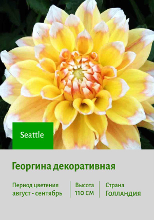 �������� Seattle