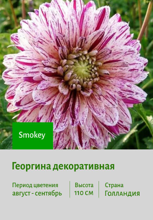 �������� Smokey