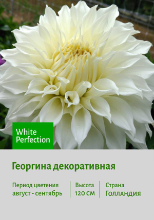 �������� White_Perfection