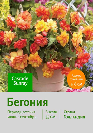 ������� Cascade_Sunray