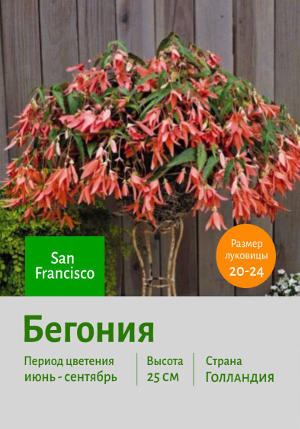 ������� San Francisco