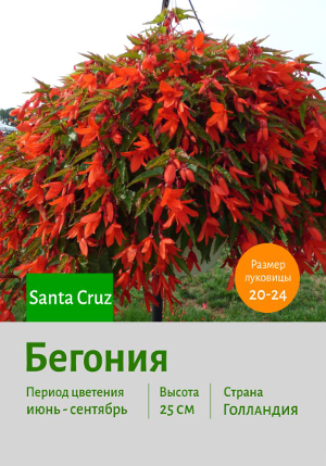 ������� Santa_Cruz