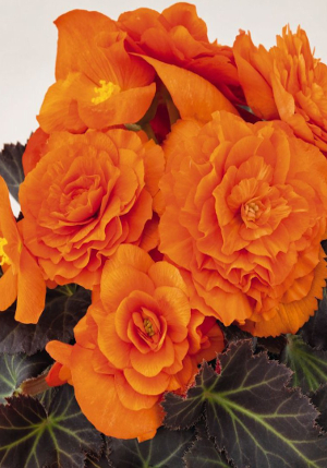 ������� dark_orange