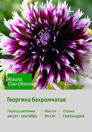 �������� Alauna_Clair_Obscur