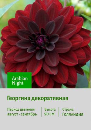 �������� Arabian_Night