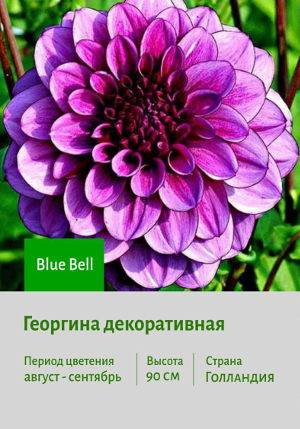 �������� Blue_Bell